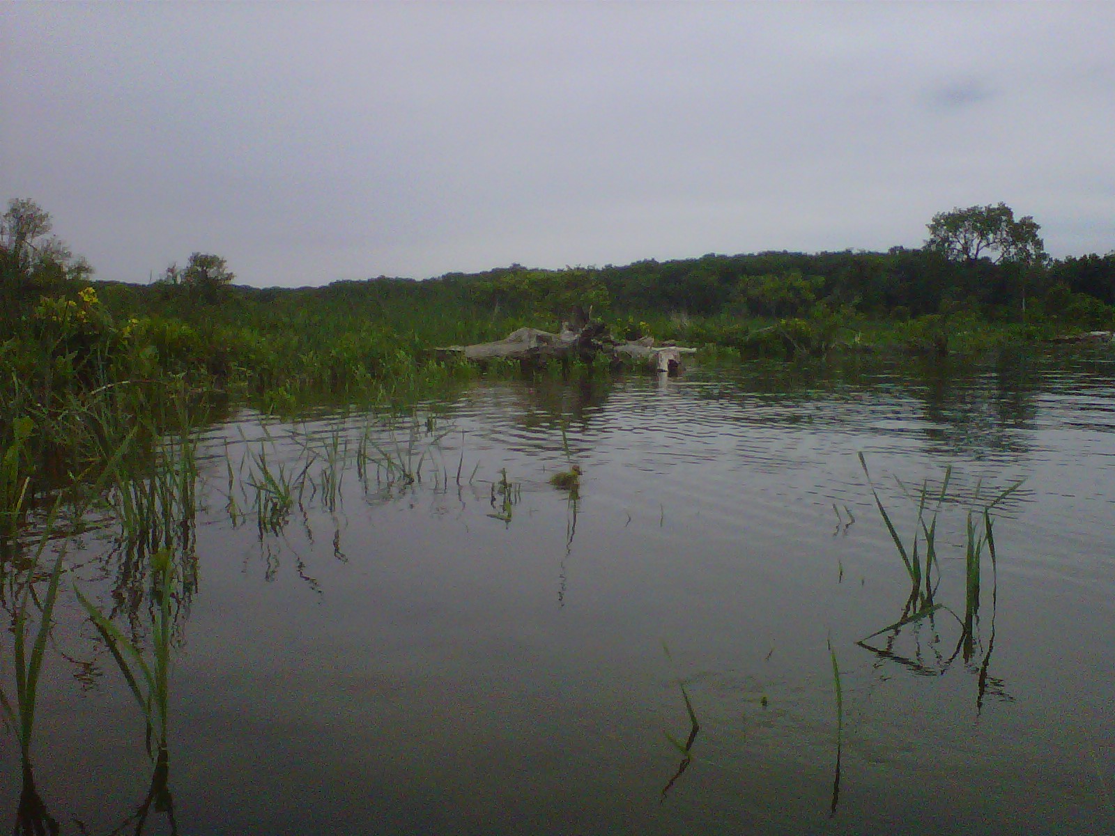 Kayaking the Dyke Marsh